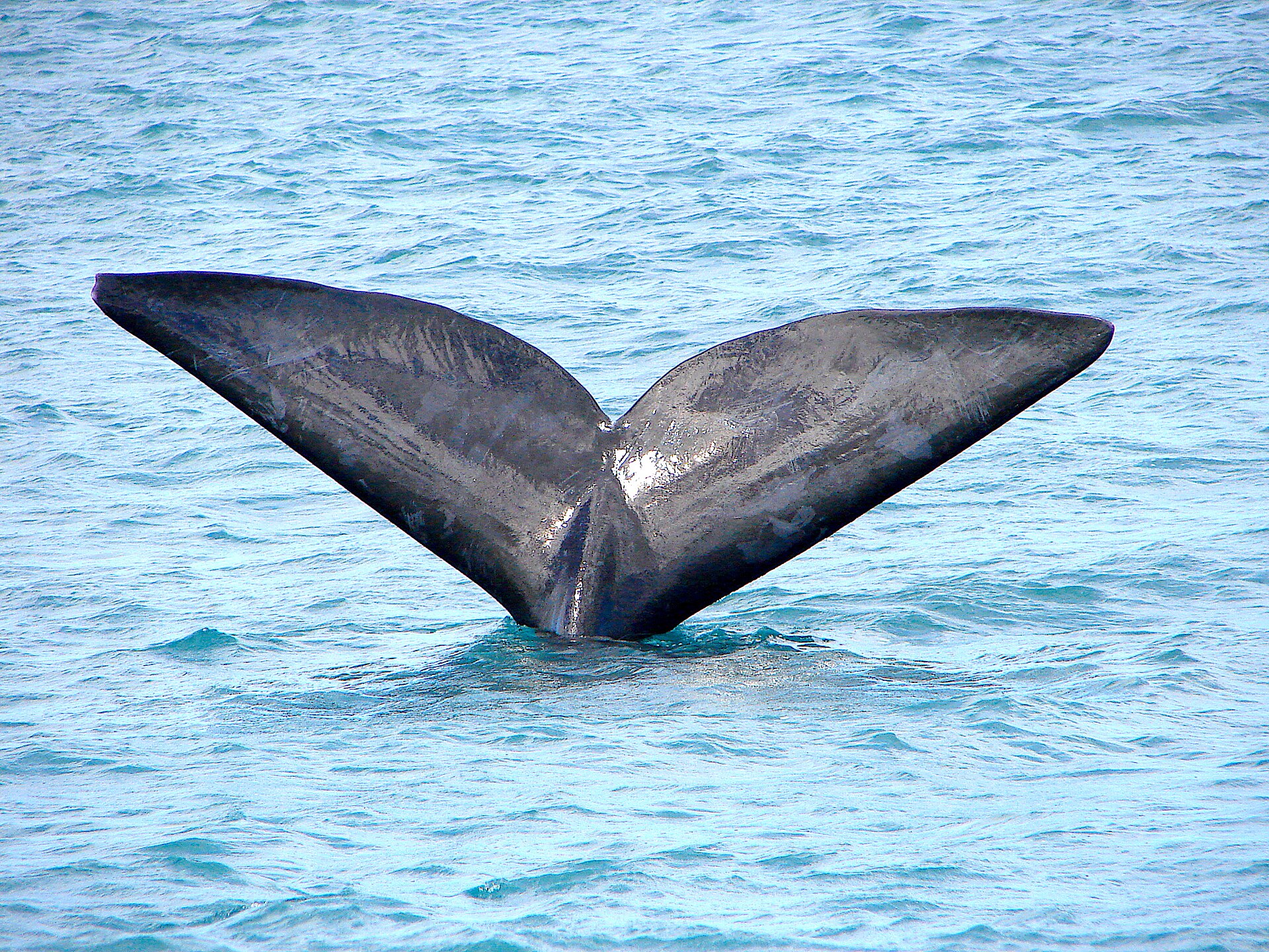 Hermanus, Costa das Baleias